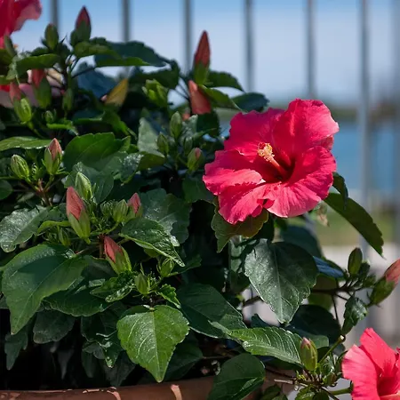 Domus Fortunae Couette-café Bacoli